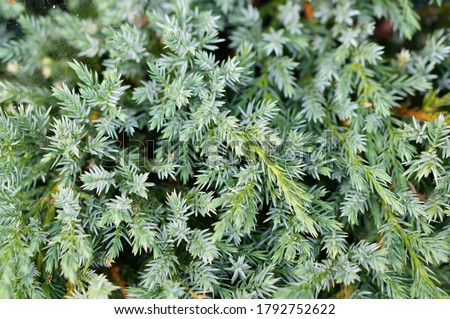 A closeup shot of a Pinetree leaves