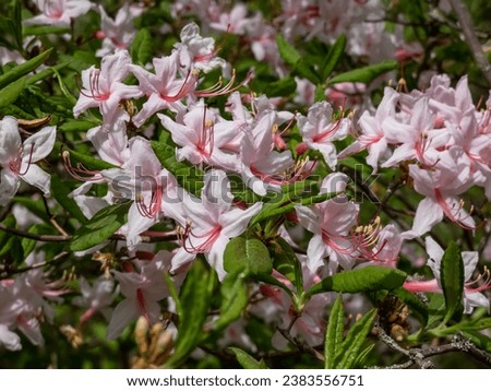 Close-up shot of the Pink azalea or pinxter flower (Rhododendron periclymenoides) flowering with showy pink flowers in the spring