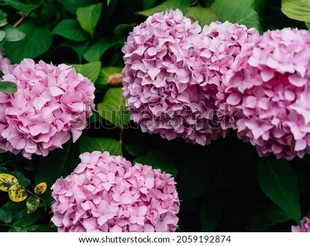A closeup shot of pink bigleaf hydrangea flowers