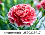 A close-up shot of a pink carnation flower with its petals fully open, showcasing the delicate details and vibrant color.