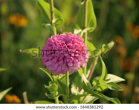 Similar – Foto Bild Pinke Dahlienblüte