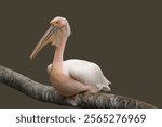 A closeup shot of a pink pelican bird perched on the branch against the isolated background