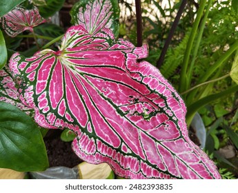 Close-up shot of pink symphony caladium leaf - Powered by Shutterstock