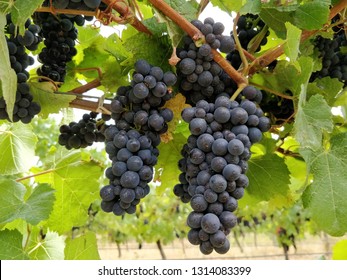 Closeup Shot Of Pinot Noir Grape Bunches In A Vineyard In New Zealand, Just Before Harvest