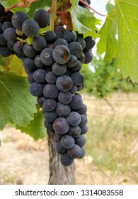 Closeup Shot Of A Pinot Noir Grape Bunch In A Vineyard In New Zealand, Just Before Harvest