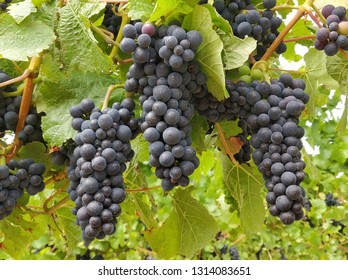 Closeup Shot Of Pinot Noir Grape Bunches In A Vineyard In New Zealand, Just Before Harvest