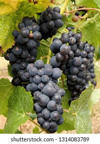 Closeup Shot Of Pinot Noir Grape Bunches In A Vineyard In New Zealand, Just Before Harvest