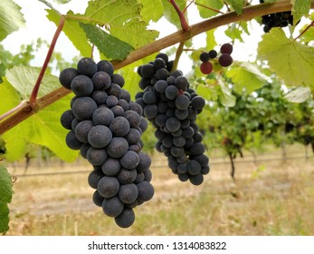 Closeup Shot Of Pinot Noir Grape Bunches In A Vineyard In New Zealand, Just Before Harvest