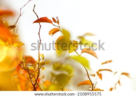 Similar – birch Nature Autumn Tree