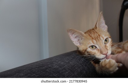 close-up shot of a playful swirling orange fluffy kitten, kitten with honey-colored eyes posing for the camera, kitten biting finger