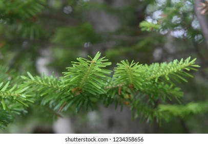 Closeup Shot Pointy Needles Evergreen Tree Stock Photo 1234358656 ...