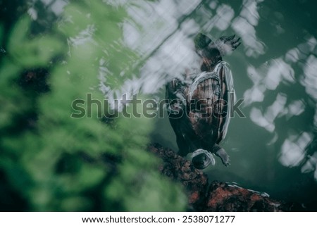 Similar – Image, Stock Photo closeup of trunk stumps of a phytolacca dioica in nature with abstract forms