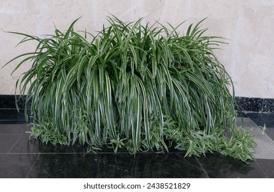 A closeup shot of the pot common spider plant (Chlorophytum comosum) on the dark gray marble floor against the light gray marble wall.