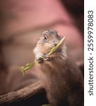 A closeup shot of a Prairie dog (Cynomys) eating grass on the blurred background