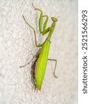 Closeup shot of praying mantis crawling up on a white wall