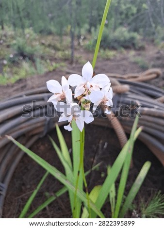 A close-up shot of pristine white ground orchid flowers (Spathoglottis plicata Alba) blooming beautifully on a tall stem. The elegant cluster of exotic tropical white blossoms rises above long green grass-like foliage, contrasted against a softly blurred dark background of coiled industrial hoses or cables