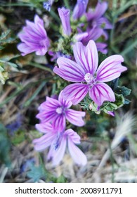 A Closeup Shot Of Purple High Mallow Flowers