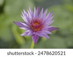 A closeup shot of purple lotus lily flower in the Botanical garden of Padua University, Padua, Italy