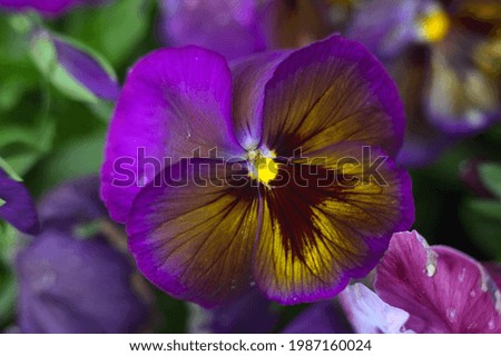 Similar – Wild pansies on the meadow