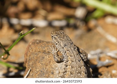 A close-up shot of a quick lizard perched on a rock in a sandy desert environment