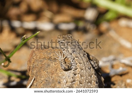 A close-up shot of a quick lizard perched on a rock in a sandy desert environment
