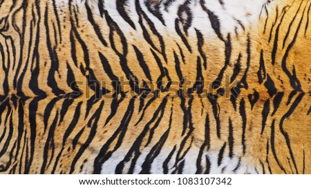 Close-Up Shot of Real Indo-Chinese Tiger (Panthera Tigris Corbetti) Skin / Pelt for Background, Backdrop or Wallpaper.