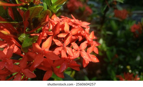 A close-up shot of red flowers with dewdrops, highlighting their delicate petals and vibrant color against a blurred green background. - Powered by Shutterstock