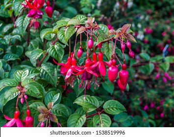 A close-up shot of red Fuschia blossoms.