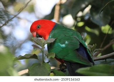 A closeup shot of a red green king parrot bird perched among leaves on a plant - Powered by Shutterstock