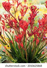 A Closeup Shot Of Red Kangaroo Paw