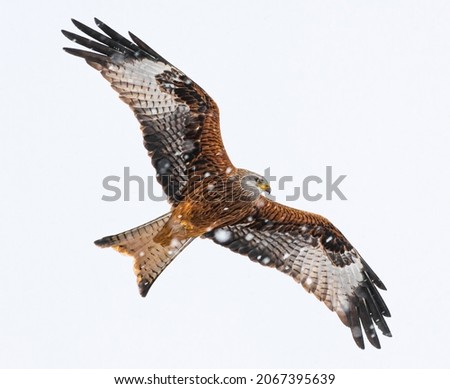 Similar – Awesome bird of prey in flight