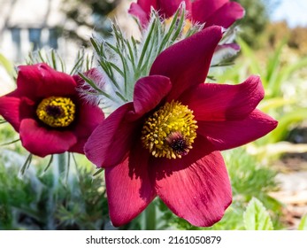 Close-up shot of Red Pasque Flower or Red Meadow Anemone- Pulsatilla rubra - boasting large bell-shaped dusky red flowers with golden yellow stamens on short stems in early spring - Powered by Shutterstock