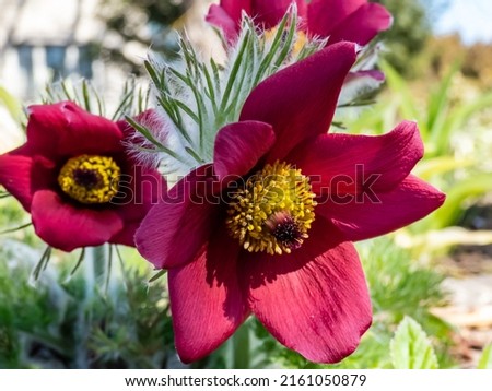 Close-up shot of Red Pasque Flower or Red Meadow Anemone- Pulsatilla rubra - boasting large bell-shaped dusky red flowers with golden yellow stamens on short stems in early spring