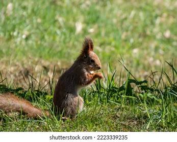 Close-up Shot Of The Red Squirrel (Sciurus Vulgaris) With Winter Grey Coat Sitting On The Ground And Holding A Pine Cone In Paws In Bright Sunlight With Focus On Eye. Beautiful, Cute Animal Scenery