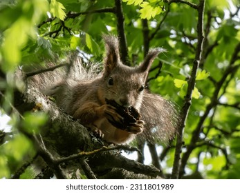 Close-up shot of the Red Squirrel (Sciurus vulgaris) with summer orange and brown coat sitting on a tree branch and holding in paws a pine cone in bright sunlight surrounded with green leaves - Shutterstock ID 2311801989