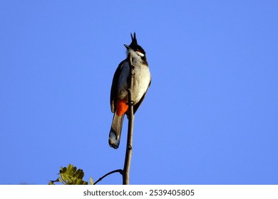 A closeup shot of a Red-whiskered bulbul bird perching of a branch and blue sky - Powered by Shutterstock