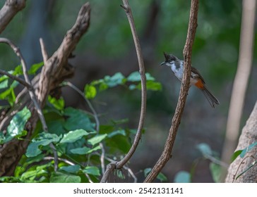 A closeup shot of a red-whiskered bulbul bird perched on tree branches in the park - Powered by Shutterstock