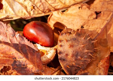 A Close-up Shot Of Ripe Shiny Horse Chestnut Conkers In A Spiky Shell On The Floor