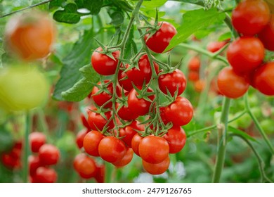 A close-up shot of ripe and unripe tomatoes hanging from the vine in a greenhouse. The image captures the vibrant colors and healthy growth of the tomatoes. - Powered by Shutterstock