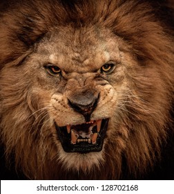 Close-up shot of roaring lion