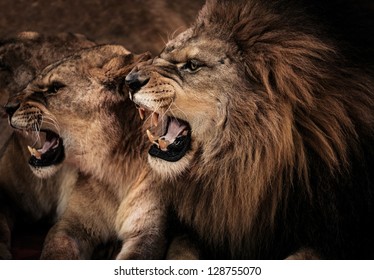 Close-up Shot Of Roaring Lion And Lioness