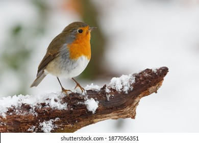 A Closeup Shot Of Robin Bird Perched On Tree Branch Covered With Snow