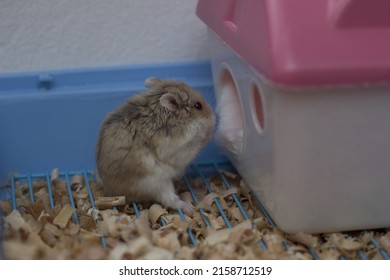 A Closeup Shot Of Roborovski Dwarf Hamster