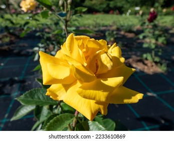 Close-up shot of a rose 'Goldmarie 82' blooming with bright semi-double, unfading golden yellow flowers in a park - Shutterstock ID 2233610869