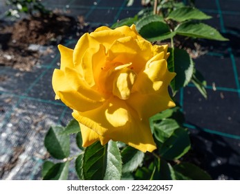 Close-up shot of a rose 'Goldmarie 82' blooming with bright semi-double, unfading golden yellow flowers in a park - Shutterstock ID 2234220457