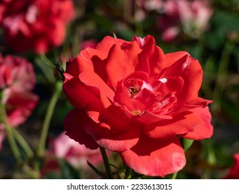 Close-up shot of a rose plant 'Picasso' blooming with semi-double, showy, red blend flowers in park in summer - Shutterstock ID 2233613015