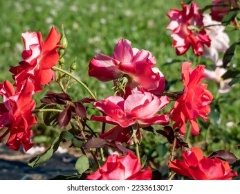 Close-up shot of a rose plant 'Picasso' blooming with semi-double, showy, red blend flowers in park in summer - Shutterstock ID 2233613017