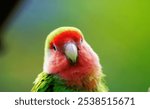 A closeup shot of a rosy-faced lovebird against a green background