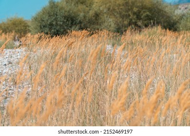 A Closeup Shot Of Ryes Growing In The Forest In Western China