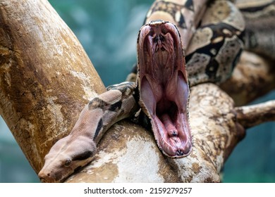 A close-up shot of a scary snake with an open mouth on a tree